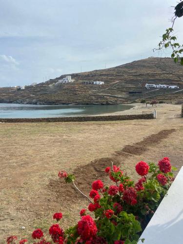 a bunch of red flowers in a flower pot at Simousi Beach House in Kithnos