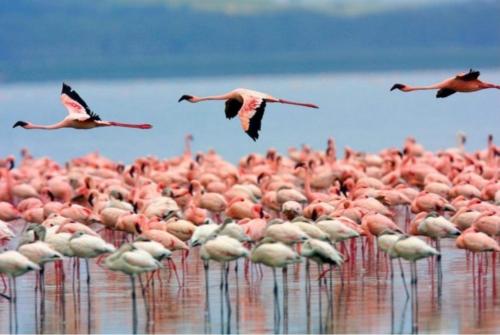 a flock of pink flamingos standing in the water at Casa Cesa in Selargius