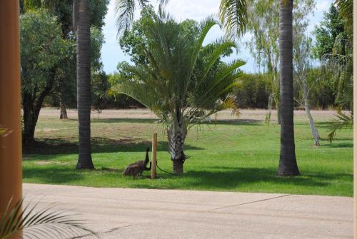 an ostrich standing next to a palm tree in a park at Albert Park Motor Inn in Longreach