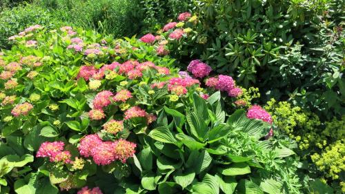 a garden filled with colorful flowers and plants at Das Bärenhaus in Bergen