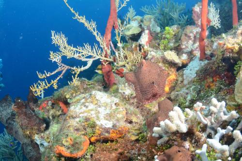 a coral reef with fish and other organisms at Seagrape Plantation Resort & Dive Center in West End