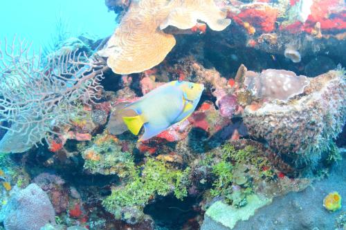 a reef with a fish and some coral at Seagrape Plantation Resort & Dive Center in West End