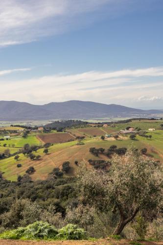 a view of a field with a tree in the foreground at Casale Oleo in Montiano