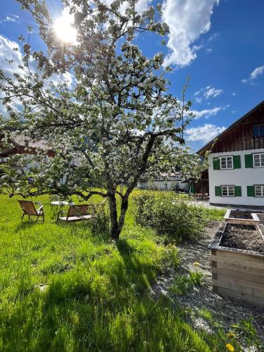 a tree in the middle of a field with a bench at Floras Haus Hostel in Schattwald