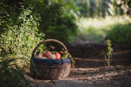 a basket of apples sitting on a dirt path at The Long Circle House in Yanqing