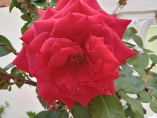 a red rose is growing on a tree at Résidence Choco in Tabarka