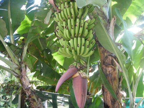 a bunch of bananas hanging from a banana tree at Kaireva Beach House in Rarotonga