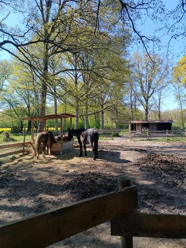 two horses are eating from a trough in a field at La Taverne de la Zibetterie in Saint-Privé