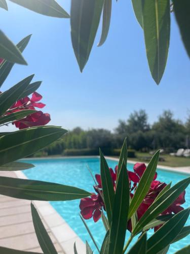 a plant with red flowers next to a swimming pool at Agriturismo Antica Dimora Del Turco in Sona