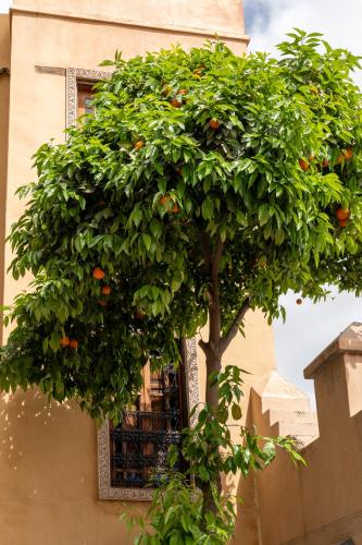 Riad Layalina Fesにある庭