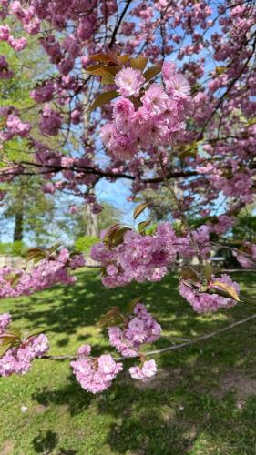 a bunch of pink flowers on a tree at Zámek Načeradec in Načeradec