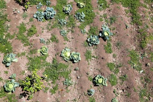 a group of cacti in the dirt with grass at Sharqotel Luxor in Luxor