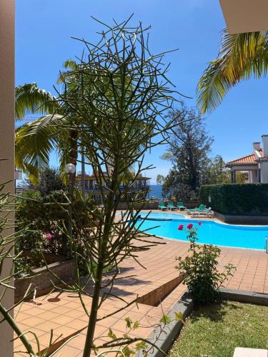 a palm tree in front of a swimming pool at Varandas do Funchal in Funchal
