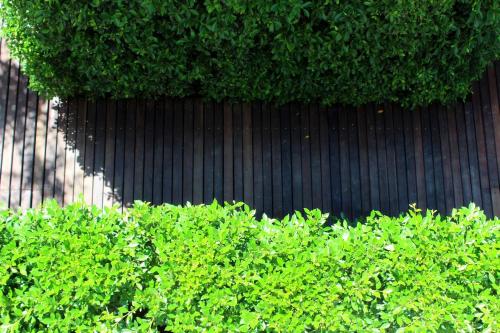 a row of green bushes in front of a fence at Chu Hotel in Chiang Mai