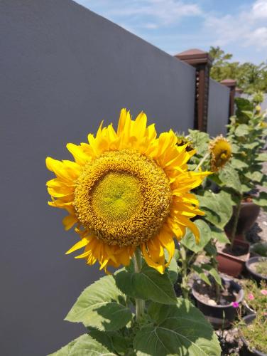 Фотография из галереи Villa Adeeva Homestay Langkawi в Пантай-Сенанге