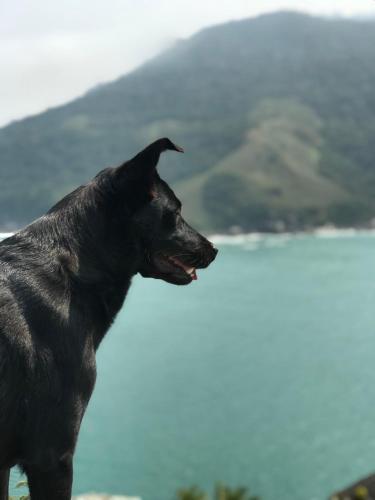 a black dog standing in front of a body of water at Sambaqui Hostel in Ilhabela