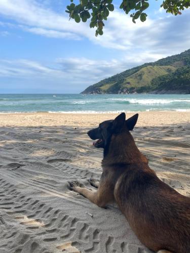 a dog sitting in the sand on a beach at Sambaqui Hostel in Ilhabela