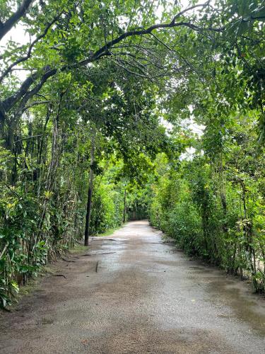 a dirt road with trees hanging over it at Sambaqui Hostel in Ilhabela