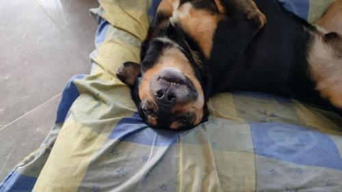 a dog laying on its back on a bed at Quinta Divina Providencia in Fusagasuga