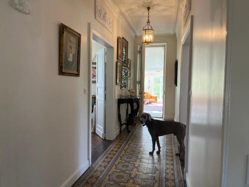 a dog standing in the hallway of a house at Manoir du Val Fouzon - Beauval in La Vernelle