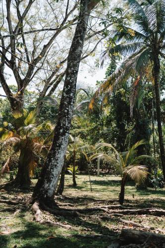 Un jardín fuera de Coco Bamboo Beach Camp