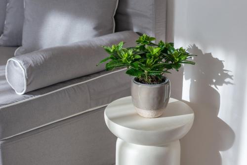 a potted plant sitting on top of a white table at Alysos Luxurious Apartments in Mirina