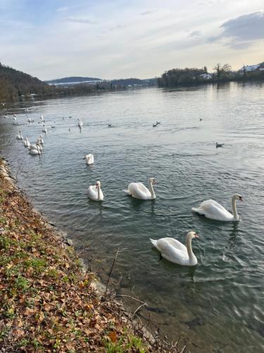 a group of swans swimming in a lake at Waldshut -Kaiser55 in Waldshut-Tiengen