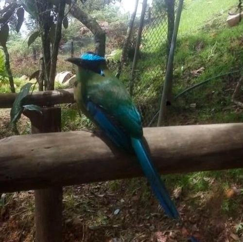 a blue and green bird sitting on a wooden rail at Cielito Verde Glamping in Santa Elena