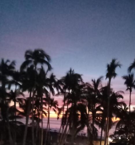 a group of palm trees in front of a sunset at Bungalows La Perla in San Francisco