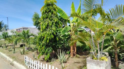 a bunch of palm trees and a white fence at Pangora, habitación privada de Flor de Lis Beach House in Playas