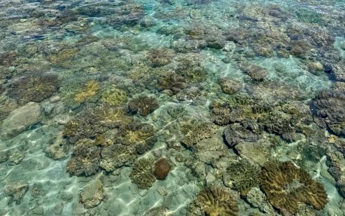 an image of a coral reef in the water at Wanderlust Resort Samal in Del Monte