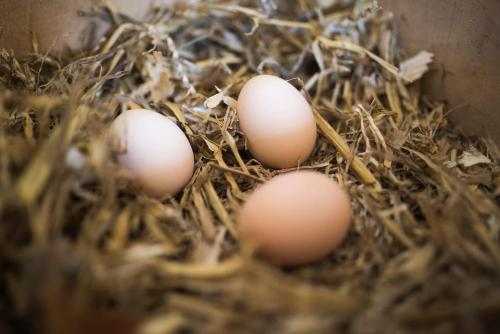 Fotografie z fotogalerie ubytování Louisehoeve Holiday Home v destinaci Linschoten