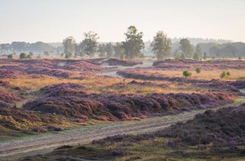 a dirt road in the middle of a field at Chalet 'De Bosrand' in Anloo