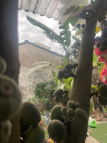 a close up of a tree with fruit on it at ROSIE HOMESTAY Hà Giang in Ha Giang
