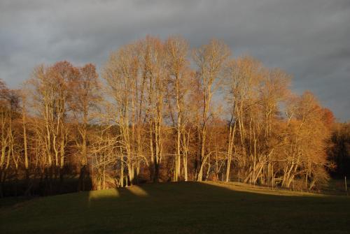 a group of trees and a green field with a hill at Natura Apartamenty in Swaderki