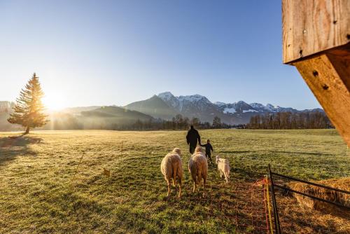 a man walking in a field with three sheep at Wassererlehen in Bischofswiesen