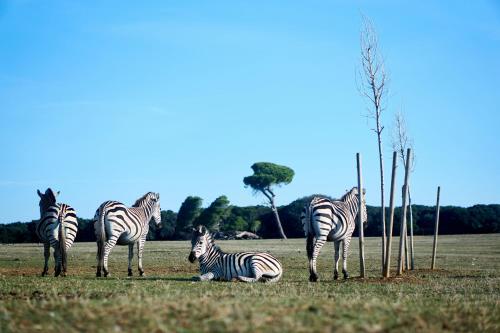 a group of zebras standing in a field at PR Apartment Fazana in Fažana