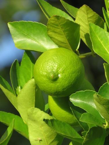 a lime growing on a tree with green leaves at Casa na fazenda inteira ou quartos individuais no Hostel Recanto da Felicidade Paraopeba in Paraopeba