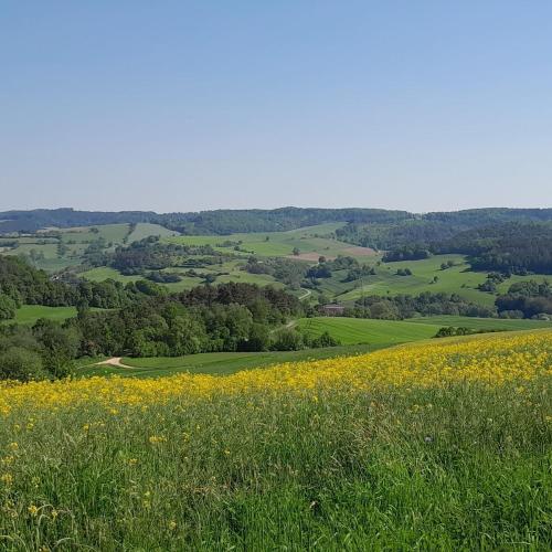 a field of yellow flowers in the hills at Wildhüterhaus an der Wasserburg in Rotenburg an der Fulda