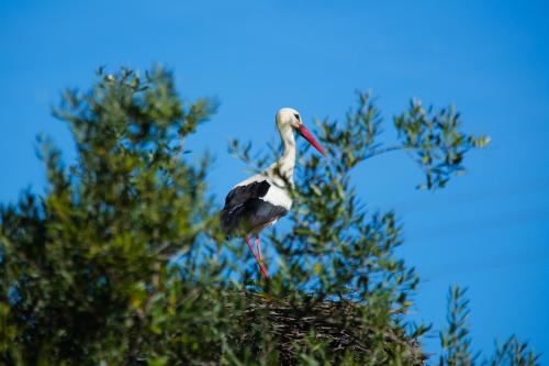 a bird standing on top of a tree at Herdade Do Sobroso Wine & Luxury Boutique Hotel in Pedrógão