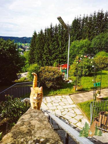 a cat sitting on top of a wall at Klein Waldseele in Warmensteinach