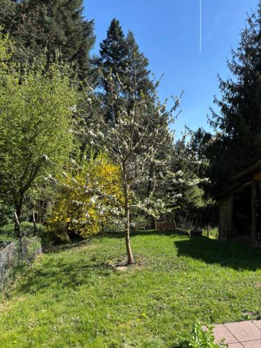 a tree in the middle of a yard at Rheingaulodge -Ihre Auszeit am Rheinsteig in Oestrich-Winkel