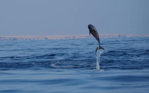 a dolphin jumping out of the water at Salem Fish Guest House in Al Ḩadd
