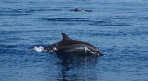 a couple of dolphins swimming in the water at Salem Fish Guest House in Al Ḩadd