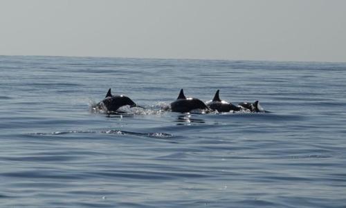 a group of dolphins swimming in the water at Salem Fish Guest House in Al Ḩadd