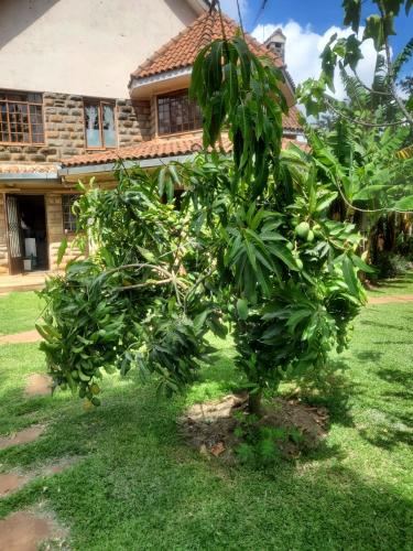 a small tree in front of a house at Edaala Comfort - B&B in Nairobi