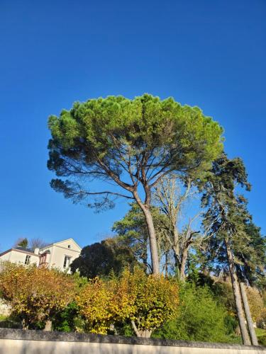 deux arbres sur une colline à ciel bleu dans l'établissement Gîte au coeur de la Touraine, à La Chapelle-sur-Loire