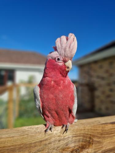 a red bird sitting on top of a table at Deerpark Stables in Highstreet