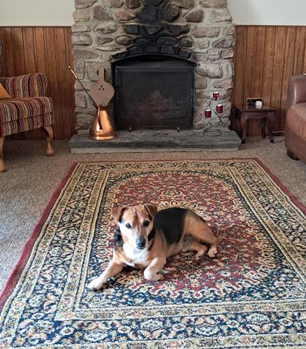 a dog laying on a rug in a living room with a fireplace at Stage House Bed & Breakfast in Glenfinnan