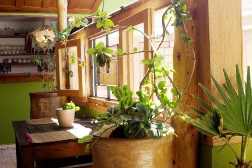 a room with potted plants and a table with a window at Riad Le Khan Mogador in Essaouira